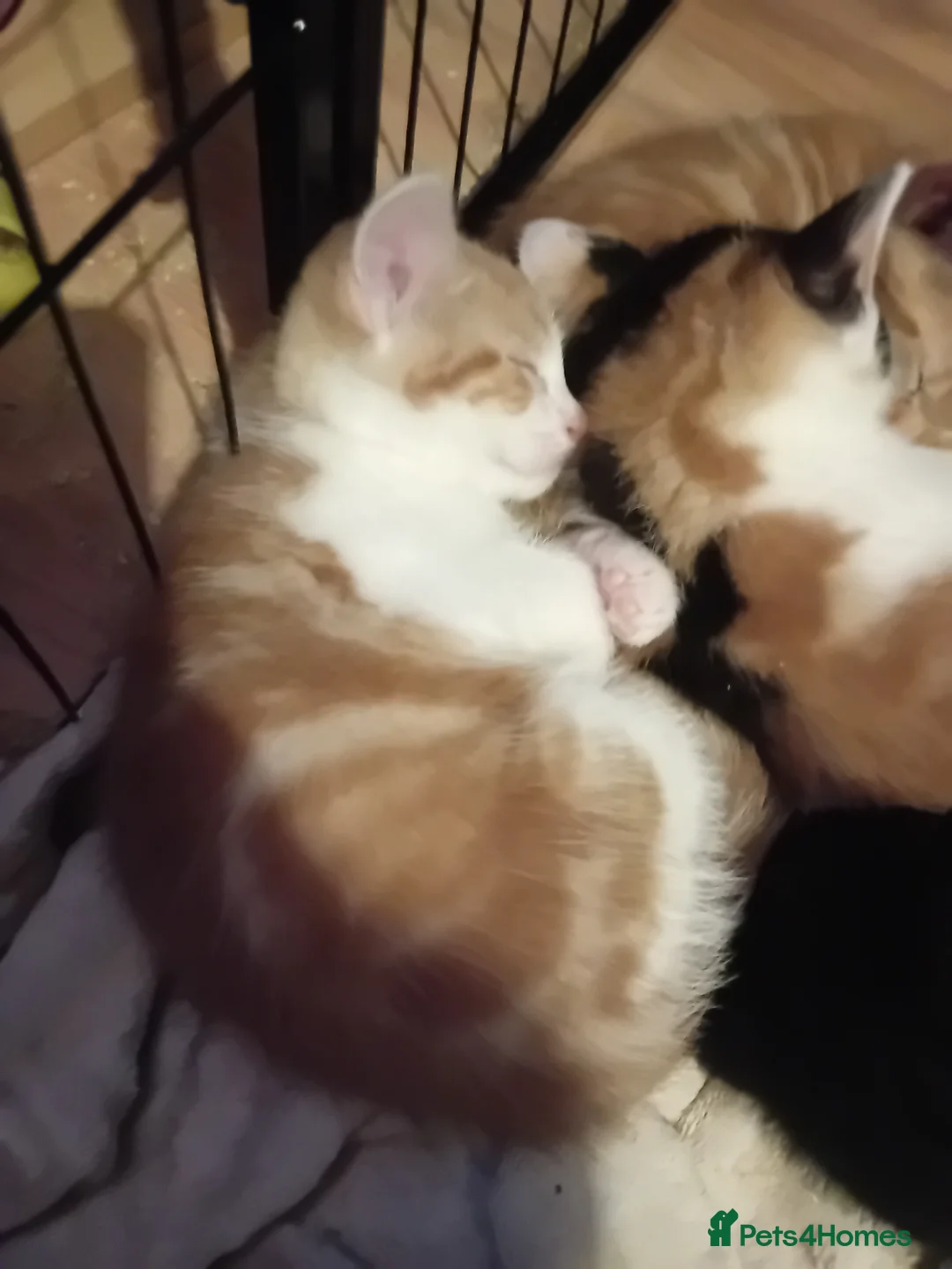 Mixed Breed cats for sale: Fluffy kittens ready 10th May  - Advert 9