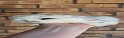 Mini Lop rabbits for sale: Gorgeous Mini Lop Baby Bunnies  - Advert 27