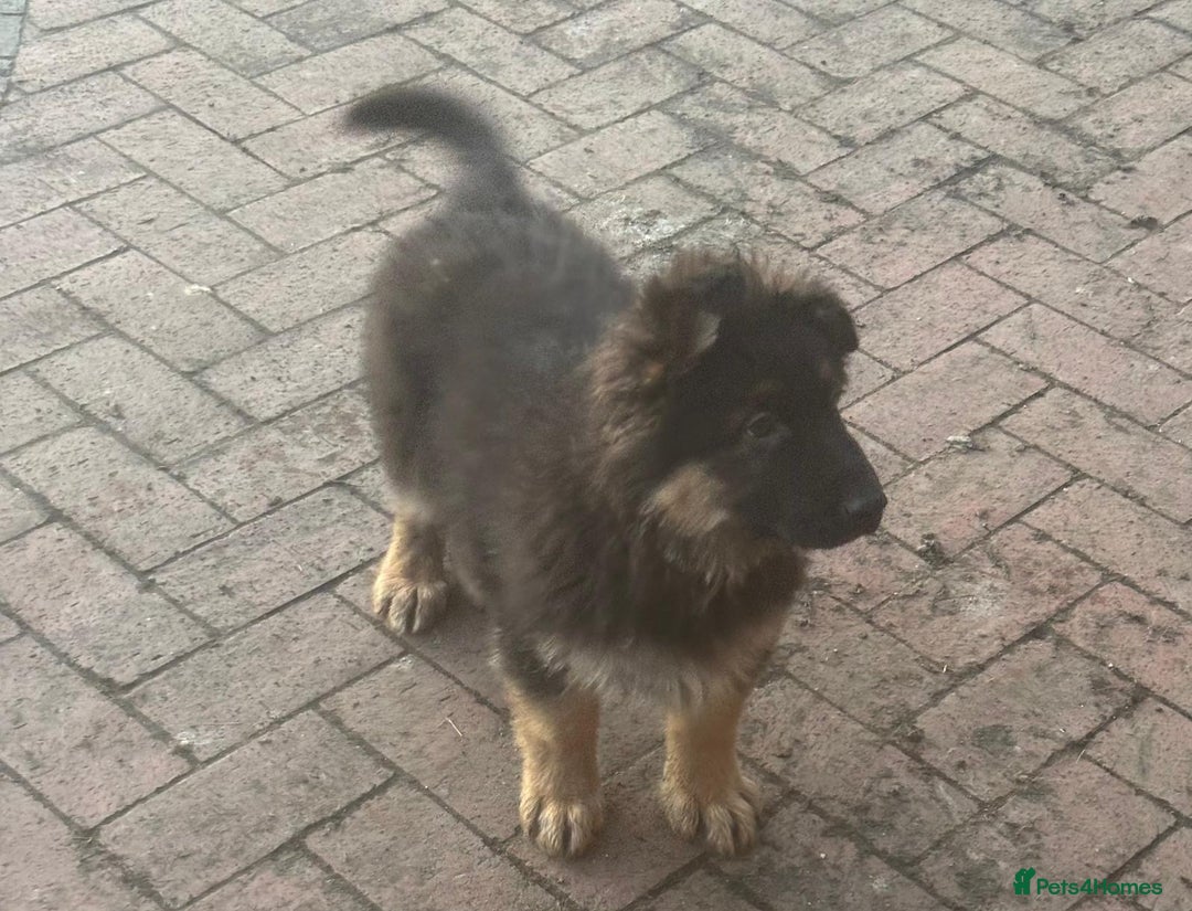 German Shepherd dogs for sale: Kc registered German Shepard pups - Advert 8