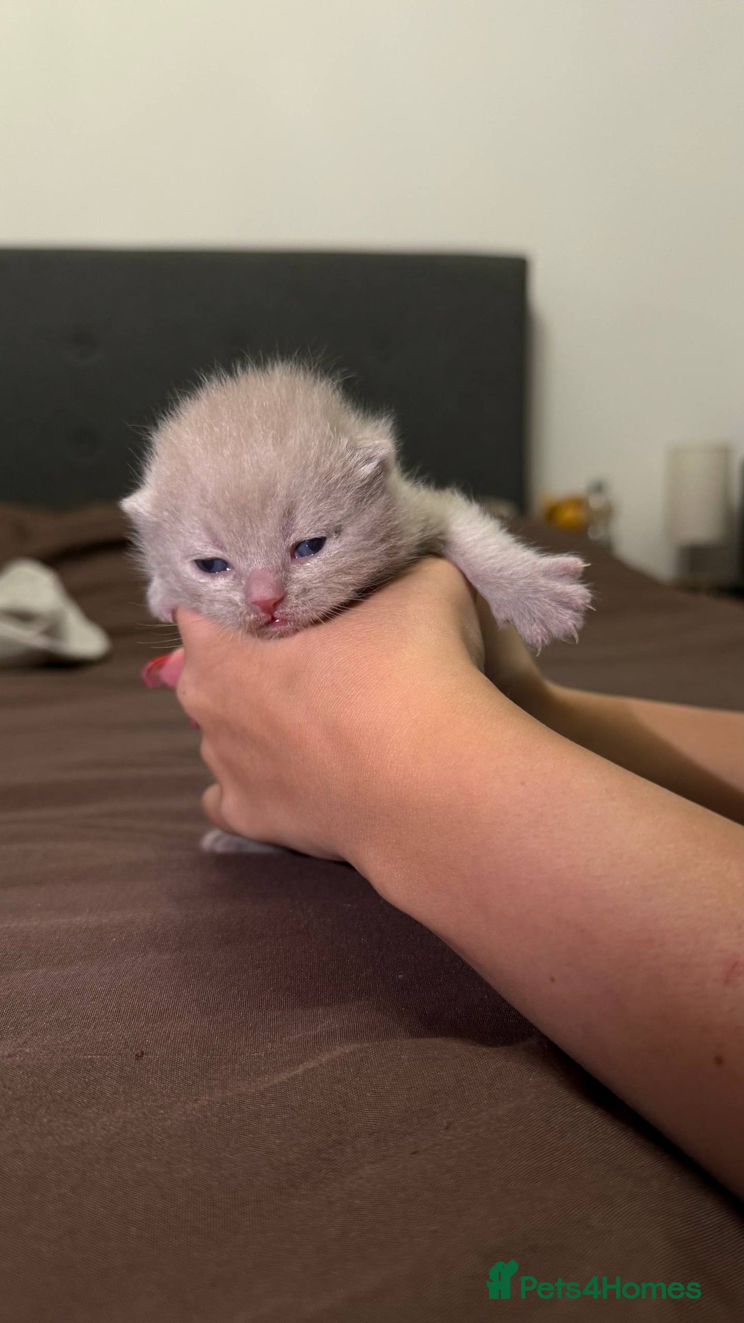 British Shorthair cats for sale: Luxury British Shorthair Kittens | Cinnamon & Fawn - Advert 24