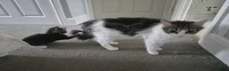 Domestic Shorthair cats for sale: Single Kitten looking for a forever home - Advert 4