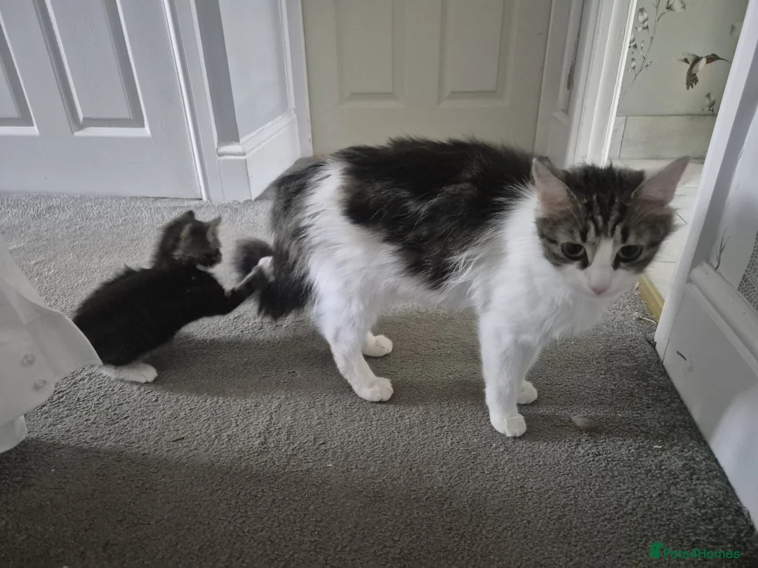 Domestic Shorthair cats for sale: Single Kitten looking for a forever home - Advert 4
