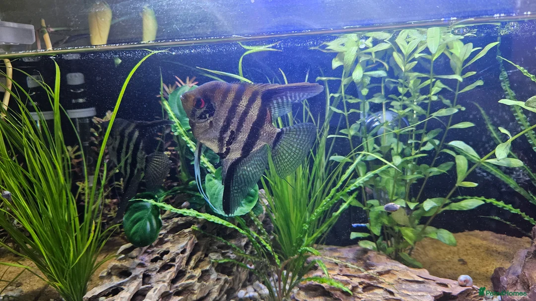 Angelfish fish for sale: Angelfish - Advert 5