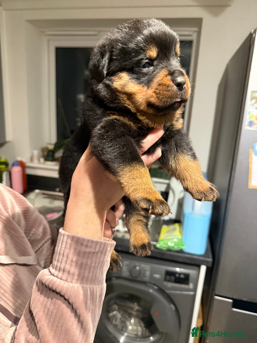 Mixed Breed dogs for sale: Boxweiller Puppies - Advert 5