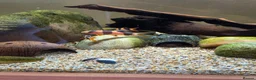 Other/Mixed Breed fish for sale: Siemese Flying Fox and Fish Net Flying Fox - Advert 3