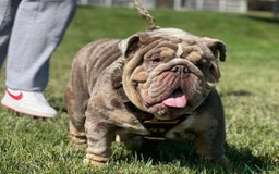 English Bulldog dogs for sale: Beautiful English bulldog puppies  - Advert 24