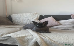 Sphynx cats for sale: Three sphynx kittens  - Image 6