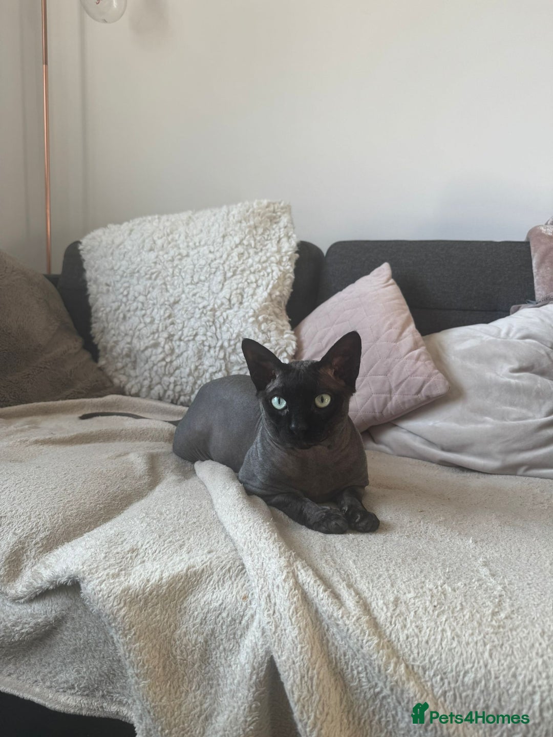 Sphynx cats for sale: Three sphynx kittens  - Image 6