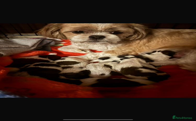 Shih Tzu dogs - Advert 1