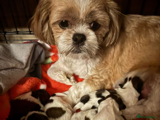 Shih Tzu dogs - Advert 21