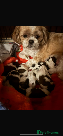 Shih Tzu dogs - Advert 2