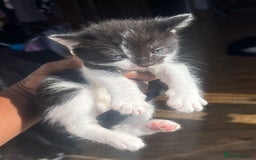 Mixed Breed cats for sale: Kittens - Image 1