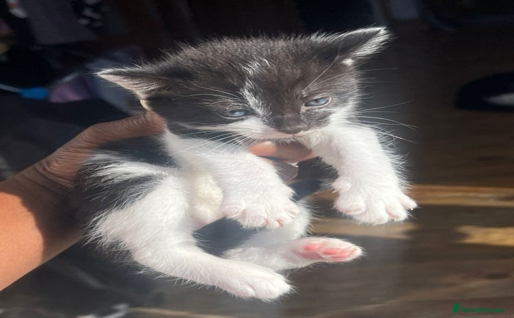 Mixed Breed cats - Advert 4