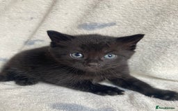 Maine Coon cats for sale: Main coon x  - Image 17