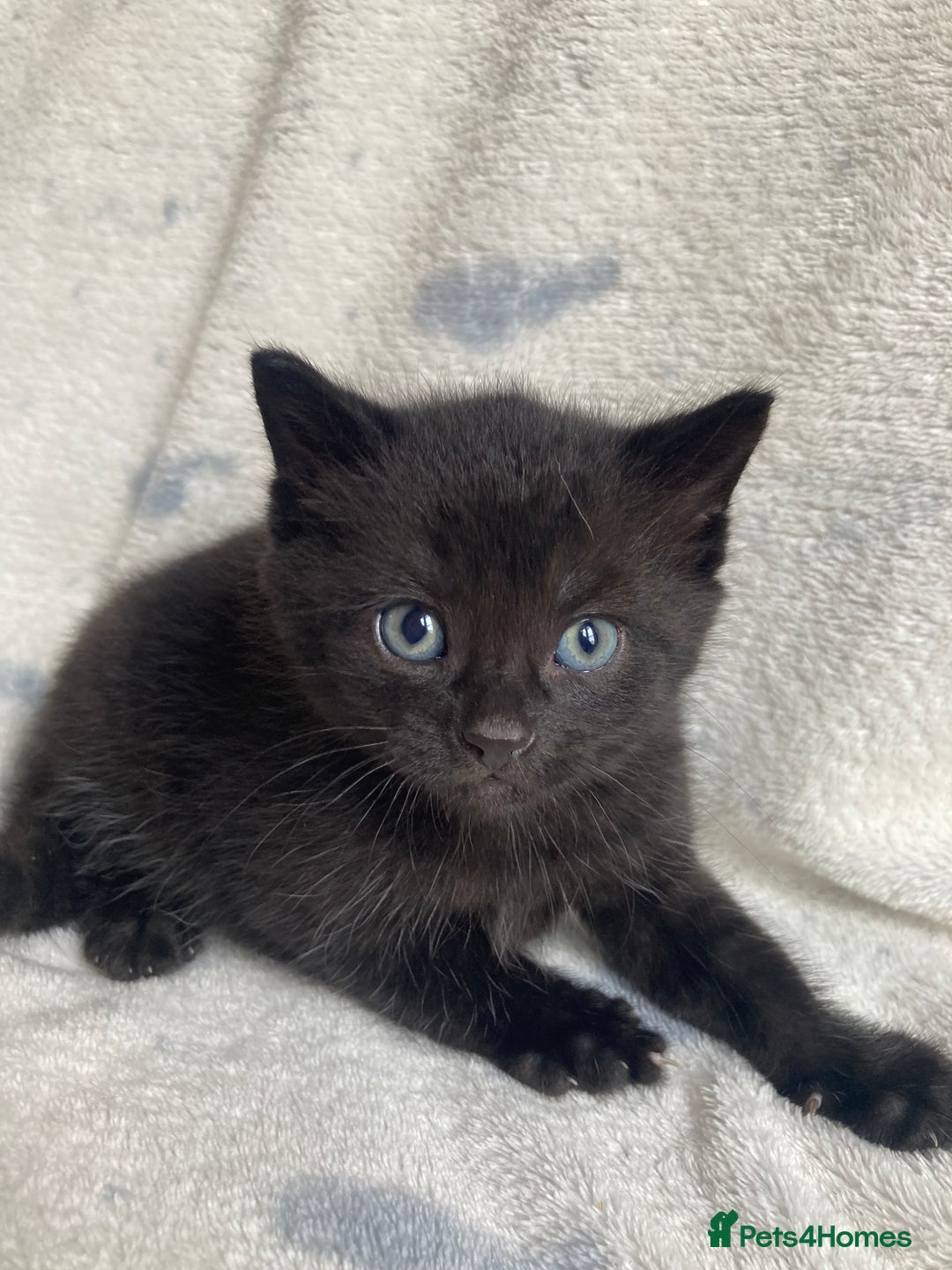 Maine Coon cats for sale: Main coon x  - Image 17