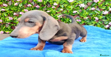 Dachshund dogs READY NOW STANDARD PRA CLR KC REG MANY CHAMPS - Advert 12