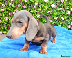 Dachshund dogs READY NOW STANDARD PRA CLR KC REG MANY CHAMPS - Advert 8