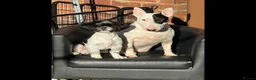 Bull Terrier dogs for sale: KC Registered Puppies - Advert 8