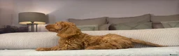 Labradoodle dogs for sale: INSTAGRAM. “OAKWELL RETRIEVERS” HEALTHY HOUNDS - Advert 14