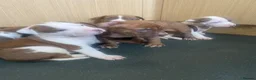 Old Tyme Bulldog dogs for sale: Blue staff Old tyme bulldog  in London - Advert 5