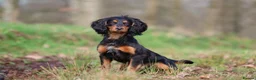 Cocker Spaniel dogs for stud: Stunning Black and Tan stud - Advert 1