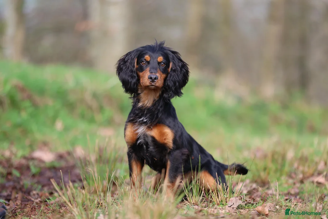 Cocker Spaniel dogs for stud: Stunning Black and Tan stud - Advert 1
