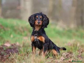 Cocker Spaniel dogs Stunning Black and Tan stud - Advert 14