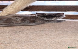 Mixed Breed cats for sale: Maicoon mix  - Image 3