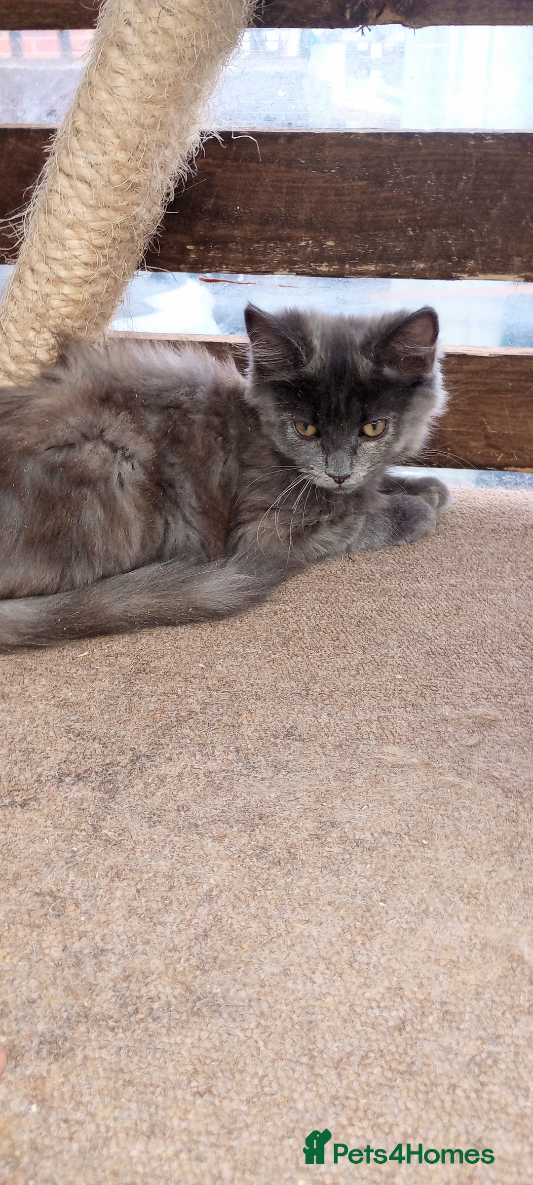 Mixed Breed cats for sale: Maicoon mix  - Image 3