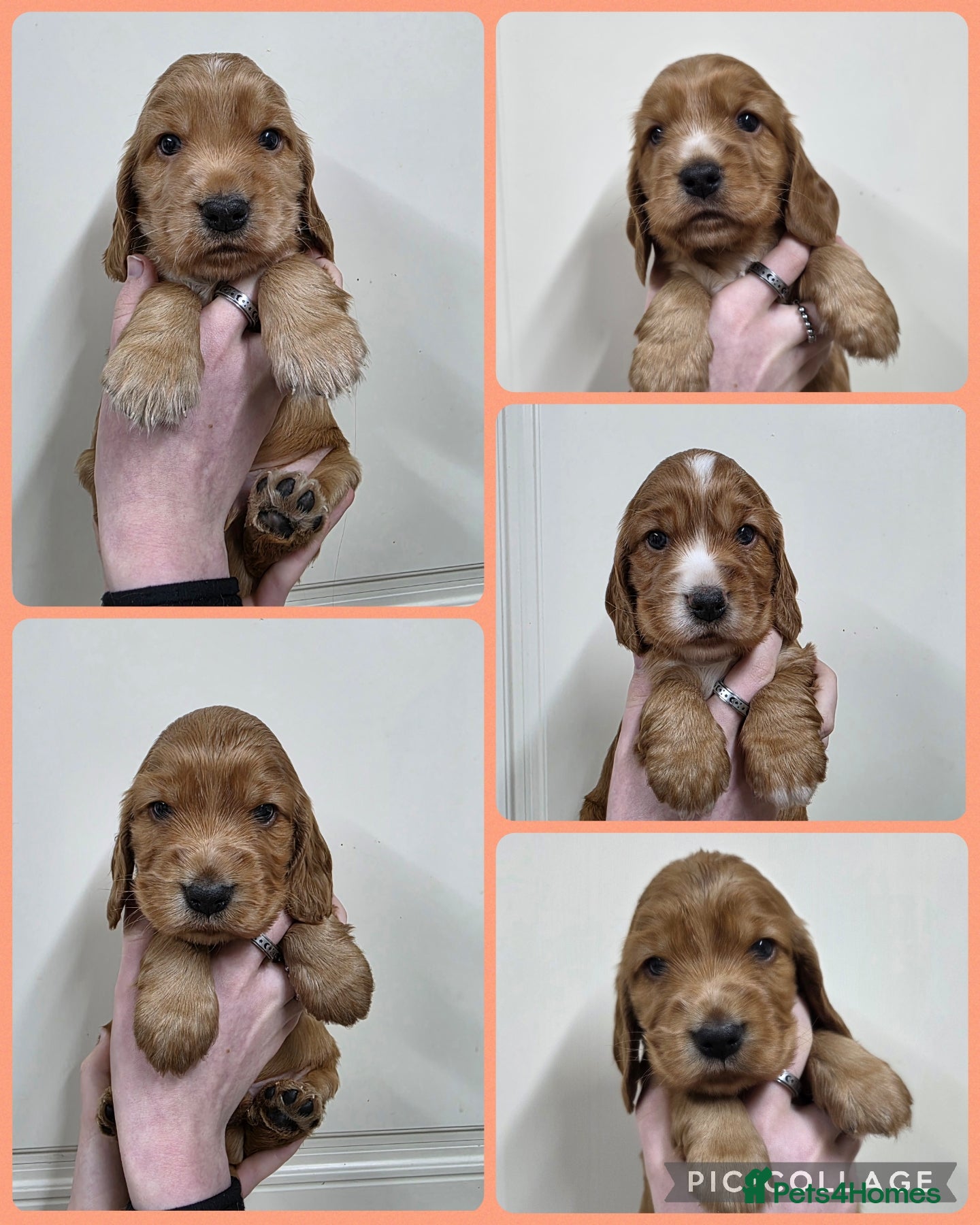 Cocker Spaniel dogs Beautiful KC Show Cocker Spaniel Pups - Advert 15