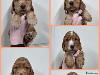 Cocker Spaniel dogs Beautiful KC Show Cocker Spaniel Pups - Advert 12