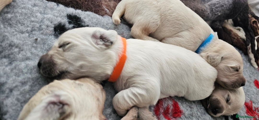 Golden Retriever dogs for sale: Golden Retriever Puppies - you will Fall in love  - Image 25