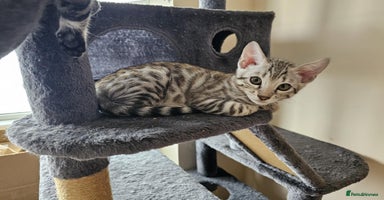 Bengal cats - Advert 8