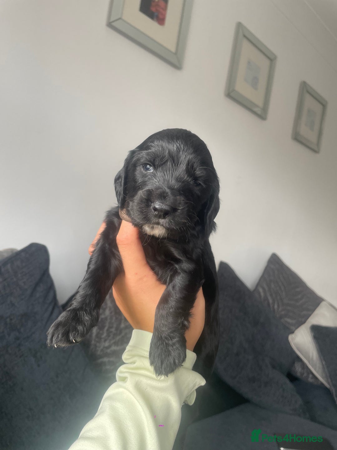 Cockapoo dogs for sale: Cockapoo fb1 puppy’s  - Image 5
