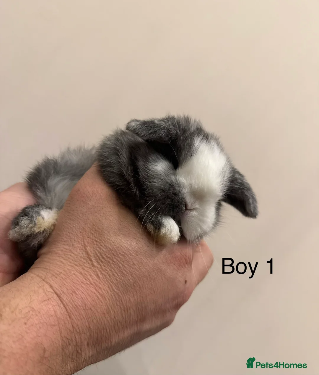 Mini Lop rabbits for sale: ✨Stunning Magpie & Harlequin Mini Lops✨ - Advert 4