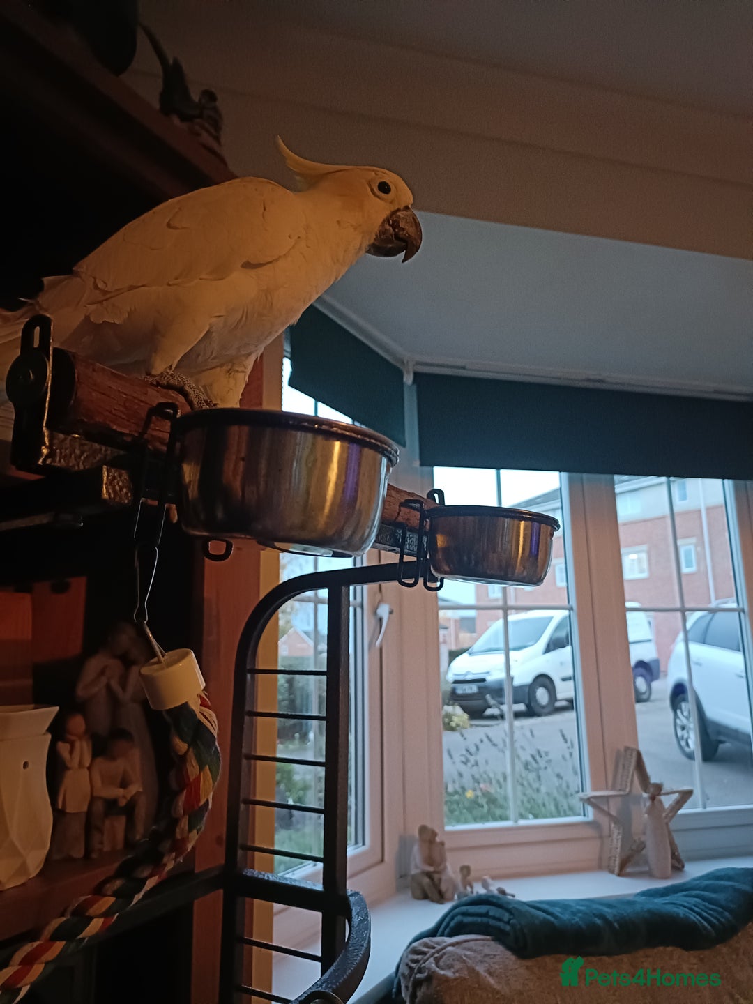 Cockatoo birds for sale: Cockatoo  - Advert 7