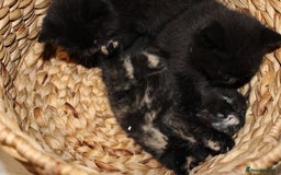 Mixed Breed cats for sale: BRITISH SHORT HAIR MIX  - Image 10