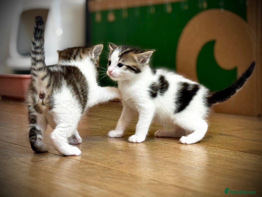 Mixed Breed cats for sale: 🌟 Exquisite Ragdoll × Bengal Kittens 🌟 - Advert 18