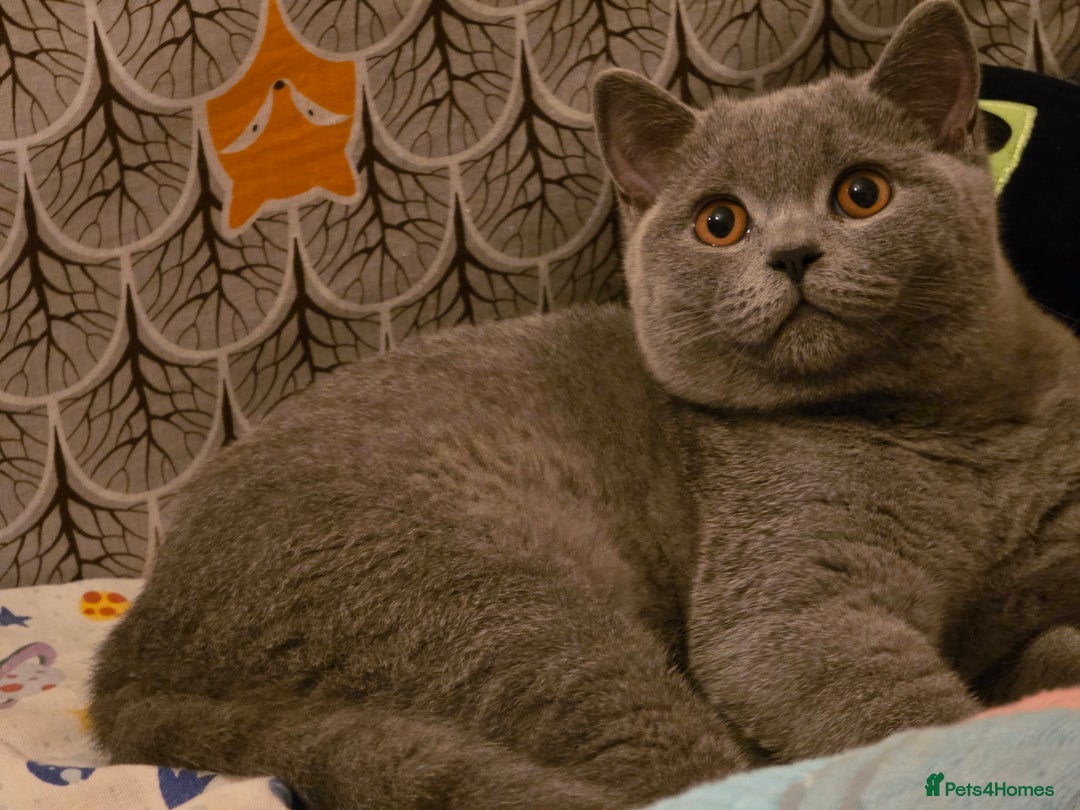 Scottish Fold cats for sale: Last British Shorthair kitten - Advert 11