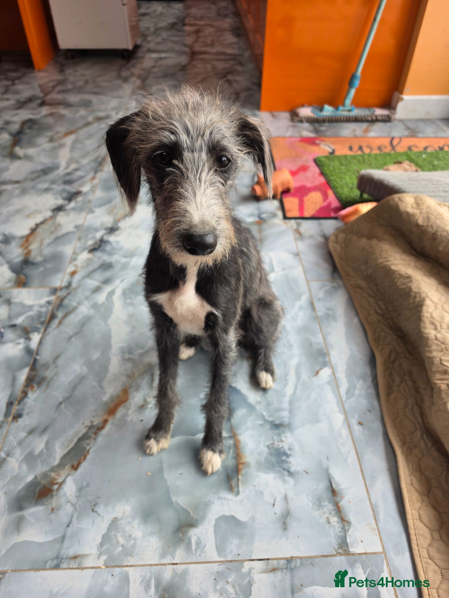 Mixed Breed dogs Bedligton x whippet  for sale - Advert 2