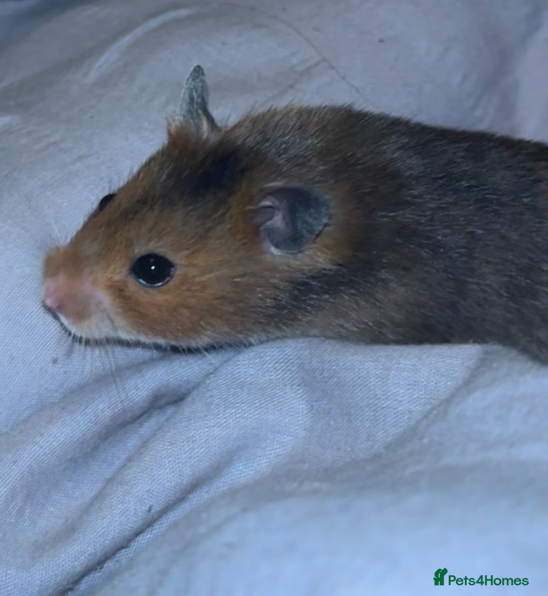 Hamster rodents for sale: Lilly - Advert 3