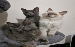 Ragdoll cats for sale: Ragdoll stunning kittens - Image 1