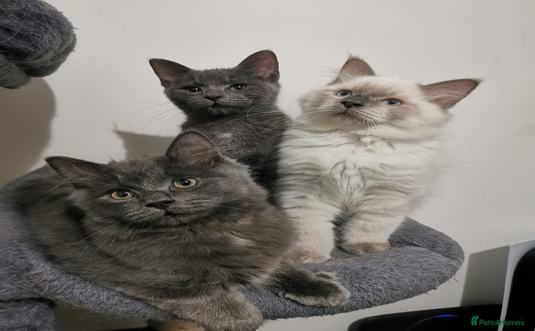 Ragdoll cats - Advert 1