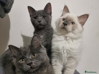 Ragdoll cats for sale - Advert 1