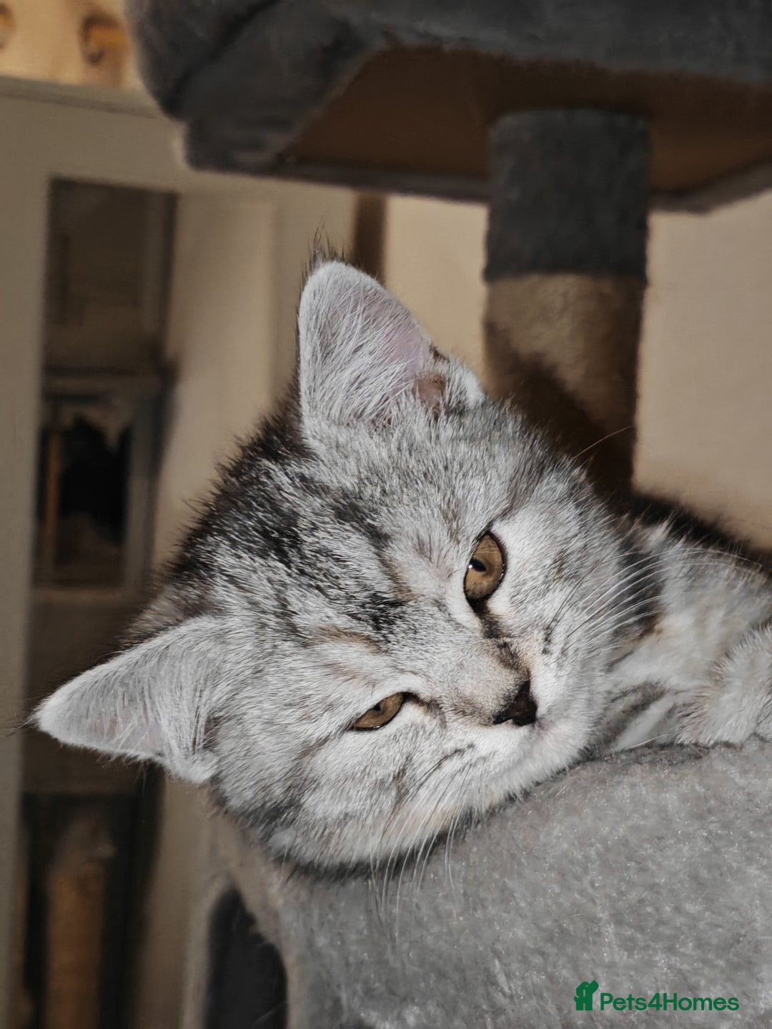 Mixed Breed cats for sale: British Shorthair Mix kittens - Ready Now - Advert 11