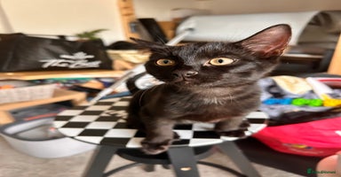 Bombay cats - Advert 5