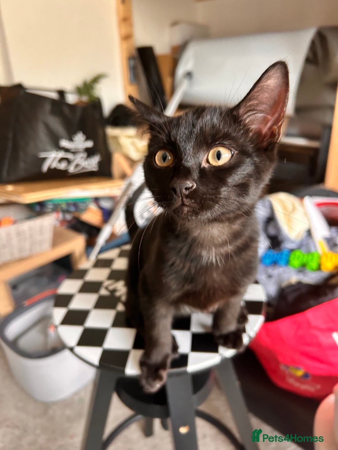 Bombay cats for sale: Friendly and smart Kittens  - Image 8