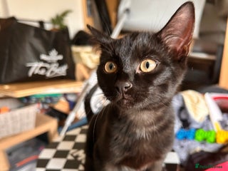 Bombay cats - Advert 1