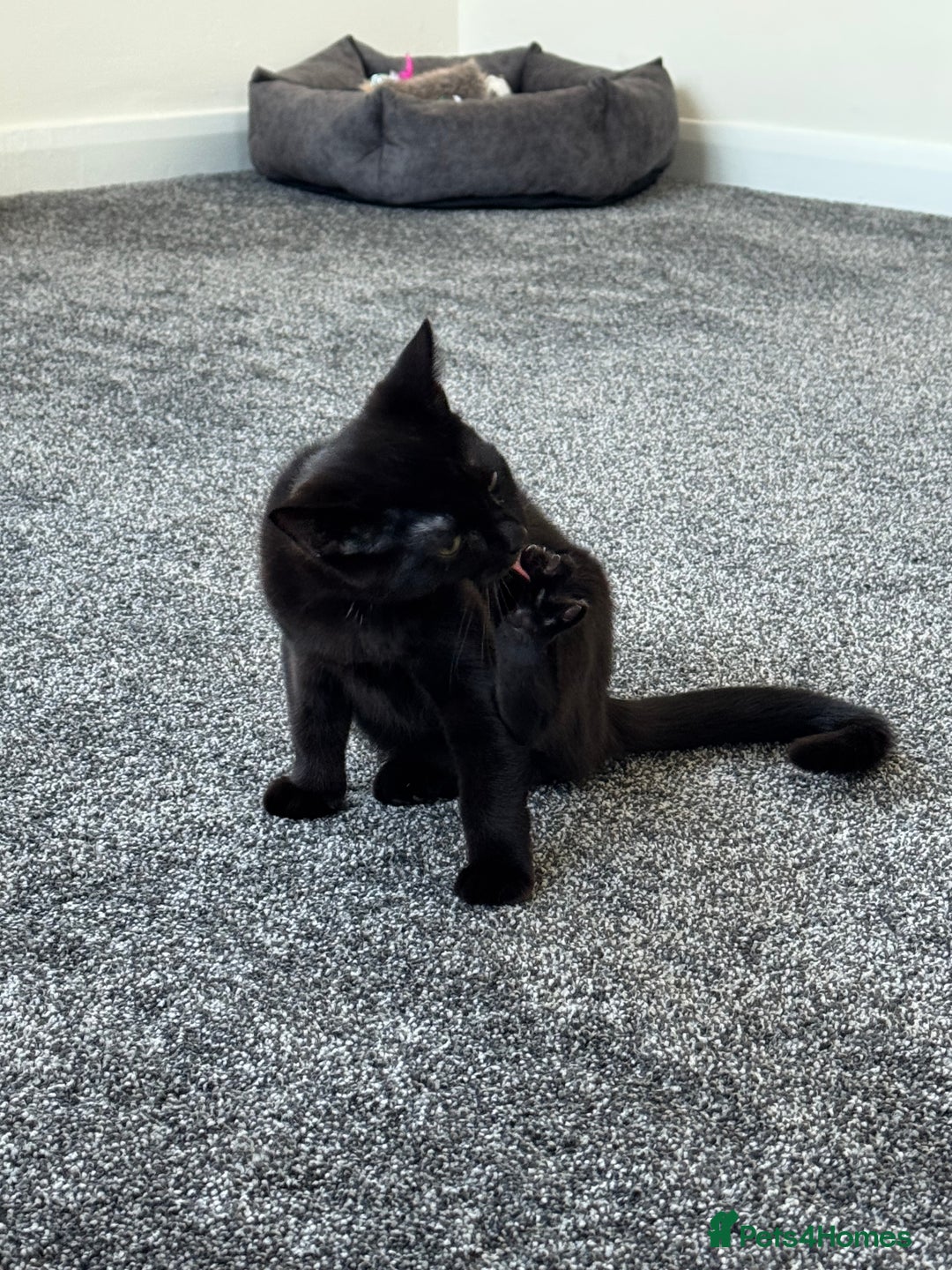 Mixed Breed cats for sale: Female black kitten - Image 3