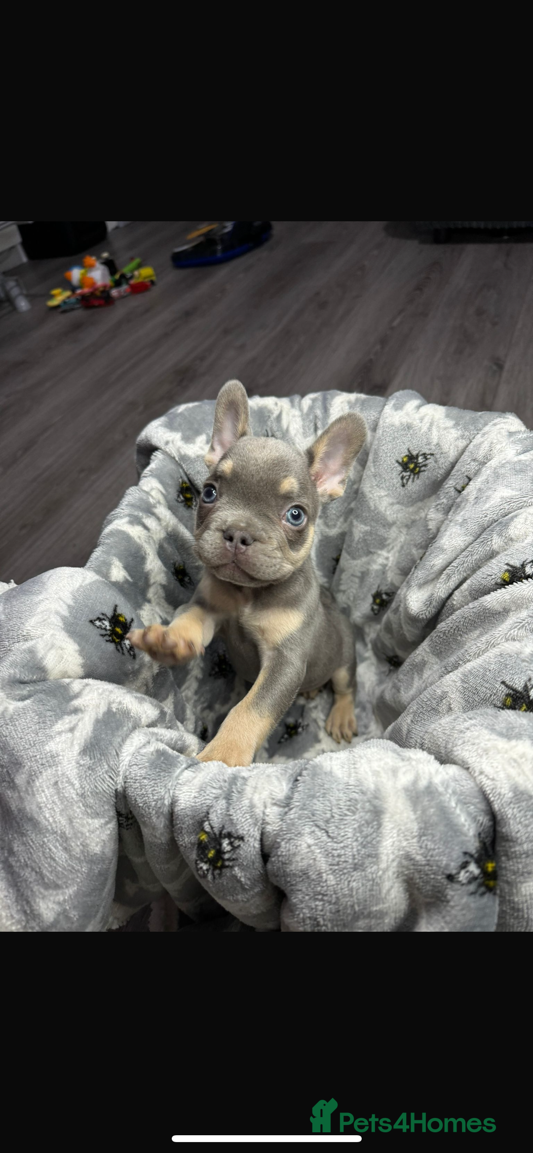 French Bulldog dogs for sale: fluffy French bulldogs  - Image 6